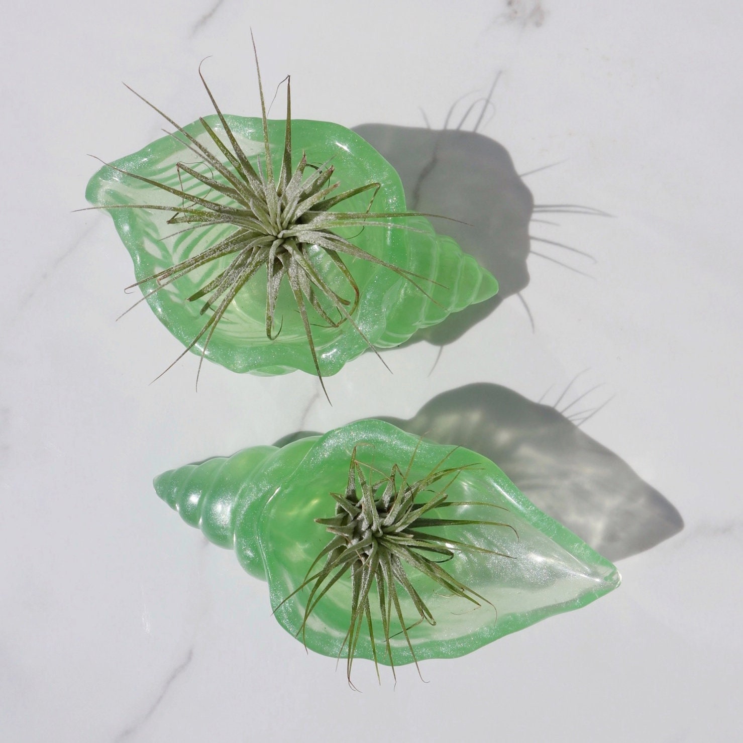 Resin Conch Shell Air Plant Holder: Coastal Decor