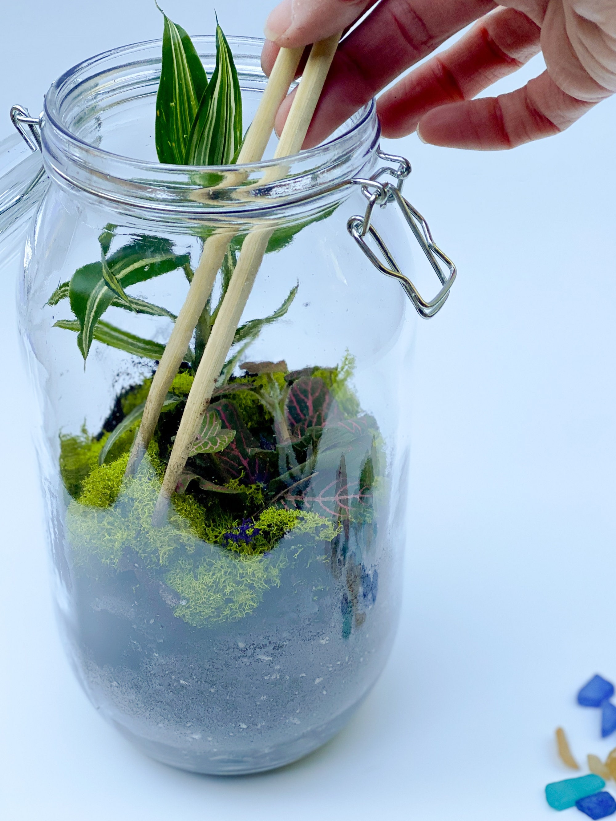 Terrarium Kit Closed Terrarium Kit DIY Kits for Adults Etsy