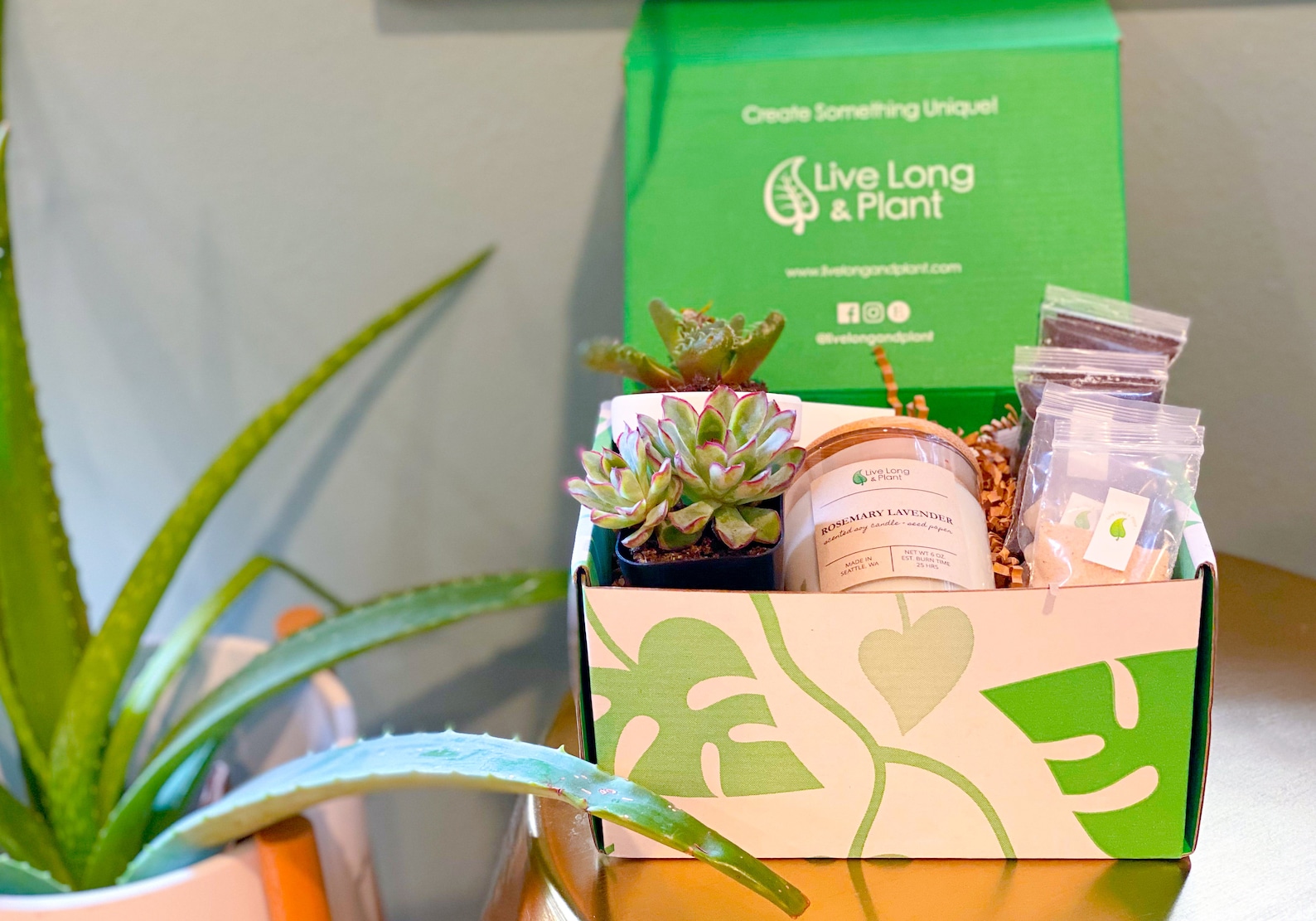 Succulent Gift Box Terrarium Kit DIY Terrarium Gift Box Etsy