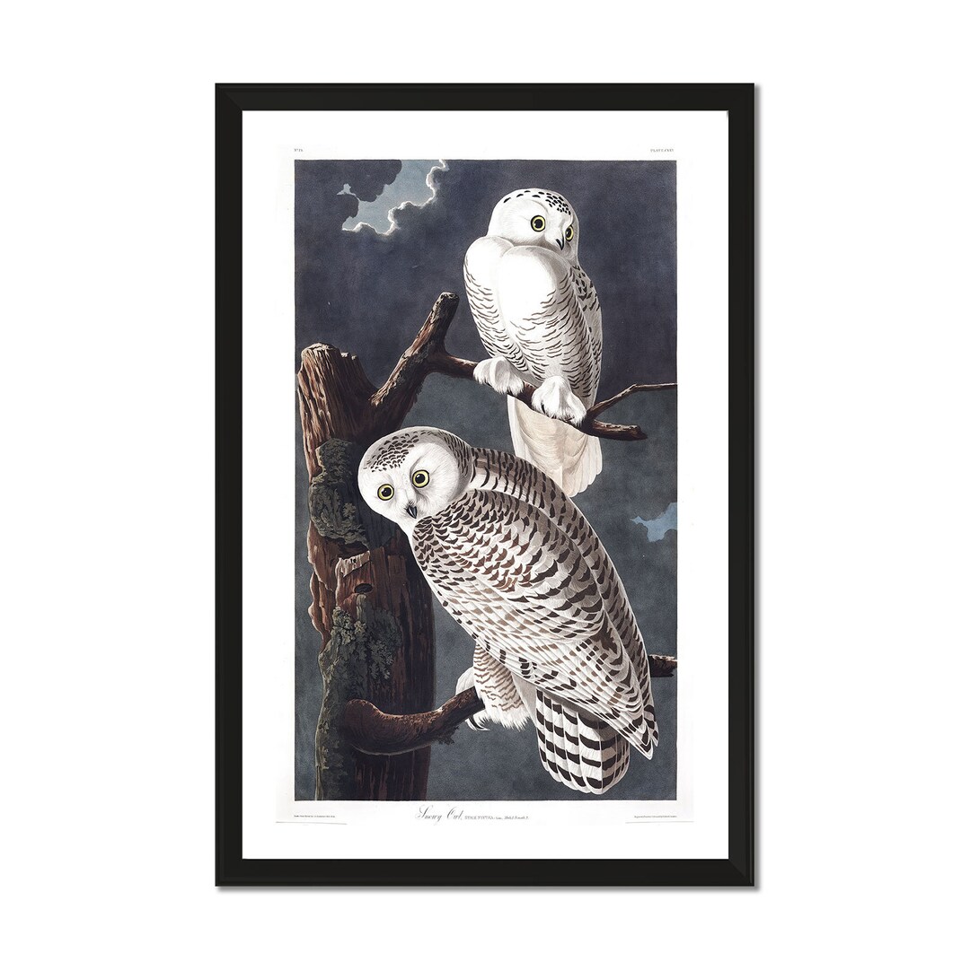 Snowy Owl Plate 121 John James Audubon Birds of North Etsy