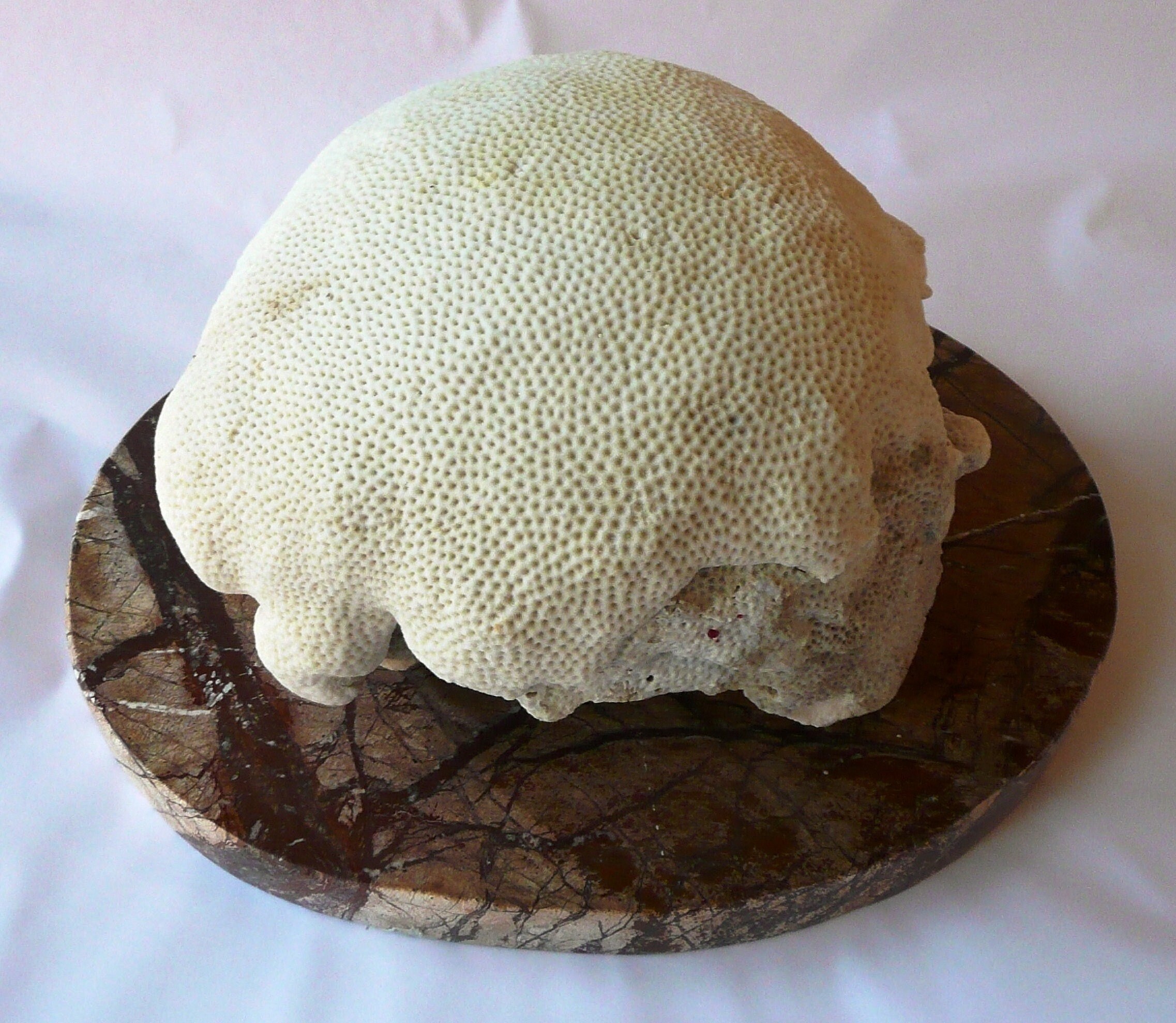 Brain Coral for sale Only 3 left at 65