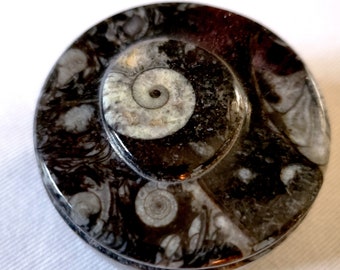 Round lidded Box cut from stone with fossils