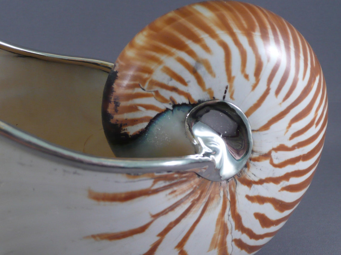 7 to 8 Inch Nautilus Shell With Sterling Silver Trim and - Etsy