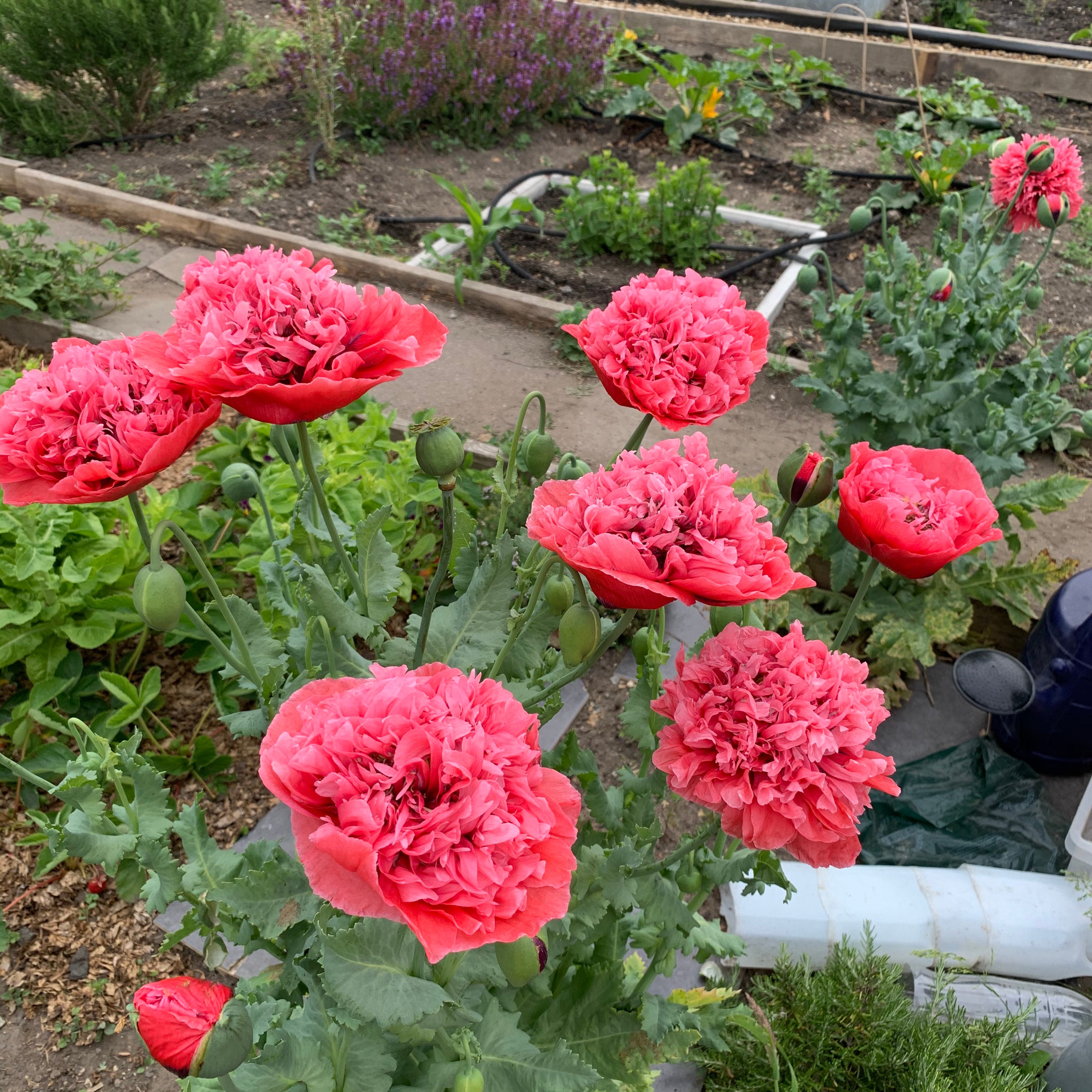 Peony Pom Pom Poppy Seeds Papaver Somniferum Etsy UK