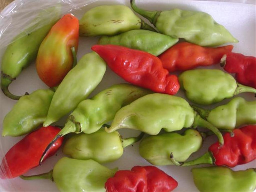 Peppers 10