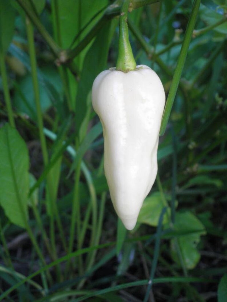 World pepper. White Ghost перец. White Naga острый перец. Bhut Jolokia White. Белый болгарский перец.