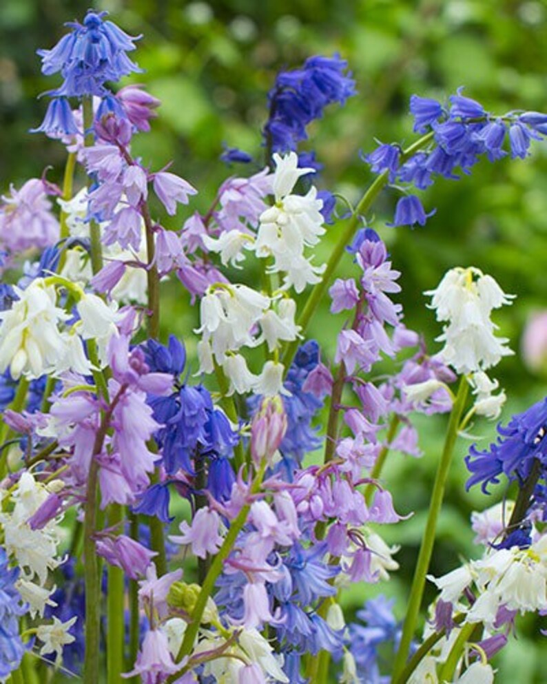 гиацинтоидес (эндимион). гиацинтоидес испанский ( hyacinthoides hispanica ) alba. Excelsior гиацинтоидес. гиацинтоидес микс. гиацинтоидес.