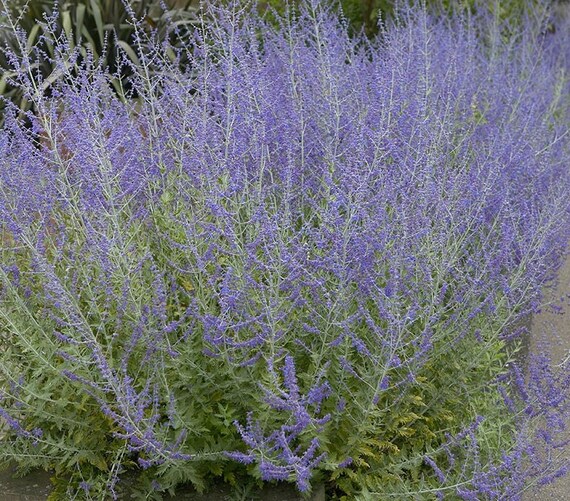SALVIA SALSA PURPLE BI-COLOR FLOWER SEEDS PERENNIAL 40 DROUGHT TOLERANT SAGE
