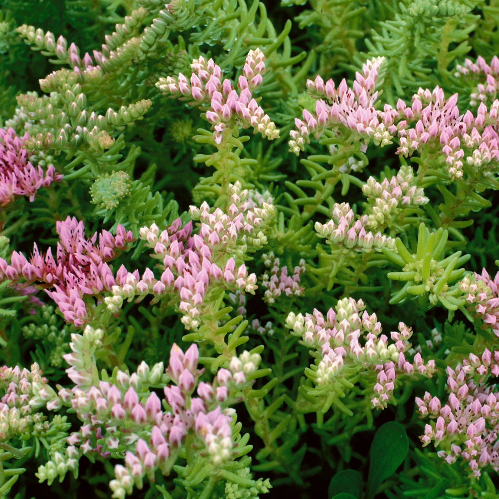 Седум sea star. Седум (очиток) морская звезда. Sedum pulchellum. Очиток отогнутый кристатум. Седум англикум.