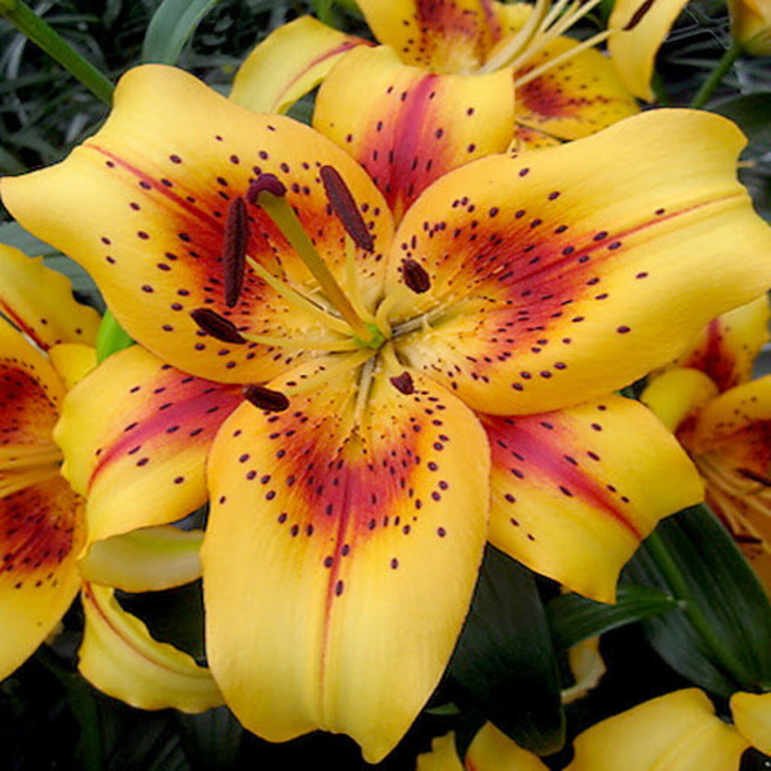 4 x Lilium HOTEL CALIFORNIA Asiatic Hybrid Lily Etsy
