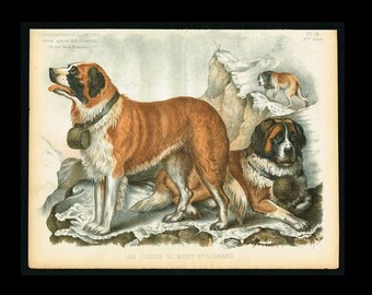 Antique natural history St.Bernard Dog Breed, Alpine Rescue Animals Lithograph print circa 1883