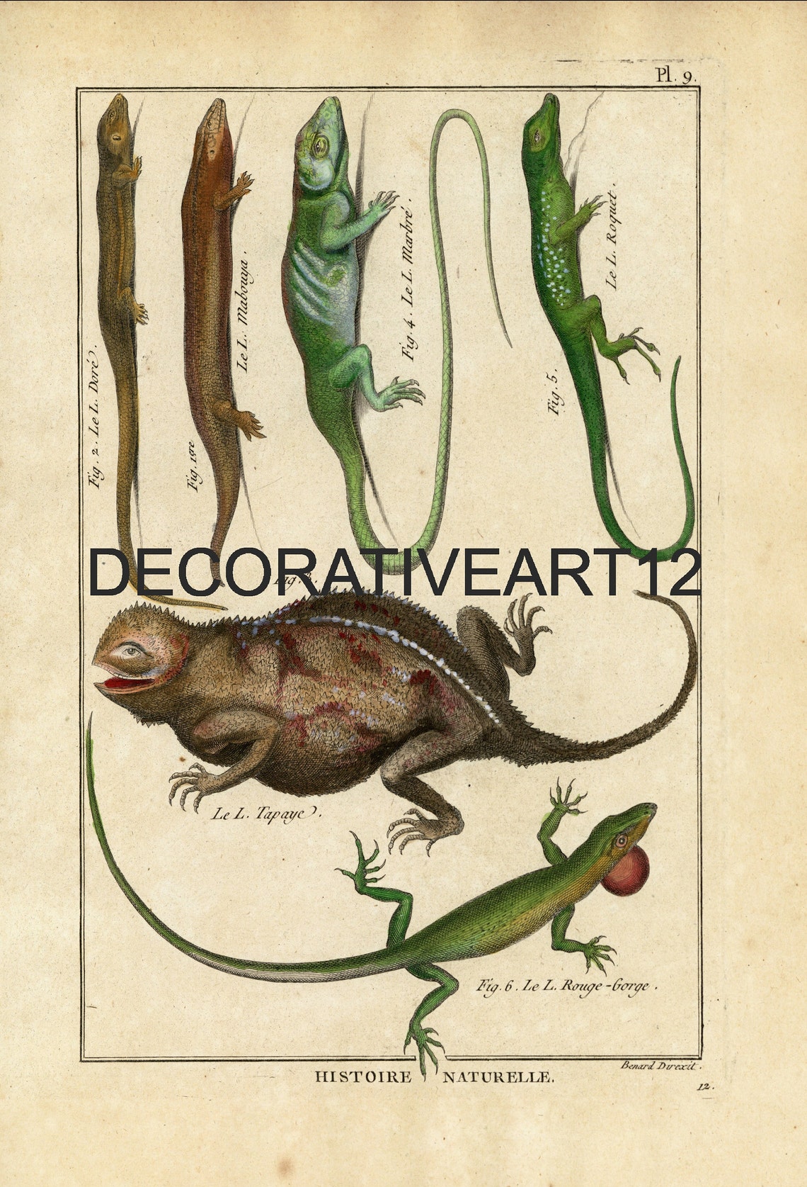 Rare Original Antique Copper Engraving Natural History Book Etsy