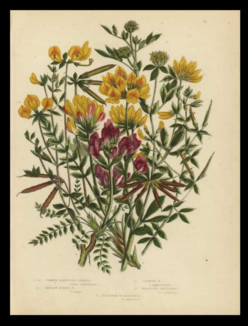 Set of two Original authentic Natural history Botanical Hand Colored prints circa 1870/'s Anne Pratt First Edition