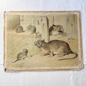 Rats and mice on educational poster | Zoology poster, print mounted on cardboard | Alfred Jacobsen, Copenhagen, late 1800s