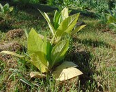 Virginia Bright Leaf tobacco seeds 1000ct BUY 2 GET 1 FREE Mix and Match