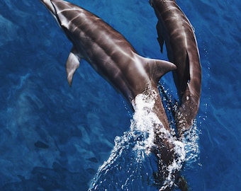 Dolphin print