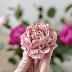 Op de afbeelding: Een close-up van een lichtroze pioenroos met meerdere lagen bloemblaadjes. De bloem is scherp, met andere roze en magenta bloemen wazig op de achtergrond. De bloem wordt vastgehouden.