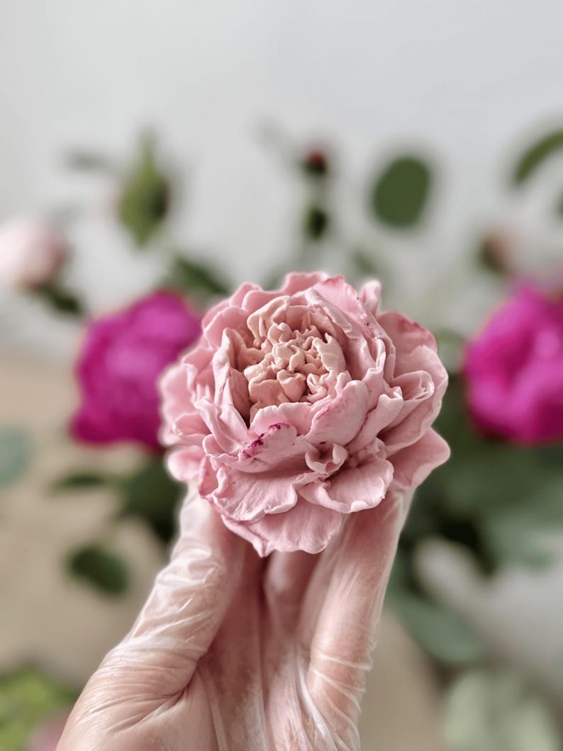 Op de afbeelding: Een close-up van een lichtroze pioenroos met meerdere lagen bloemblaadjes. De bloem is scherp, met andere roze en magenta bloemen wazig op de achtergrond. De bloem wordt vastgehouden.