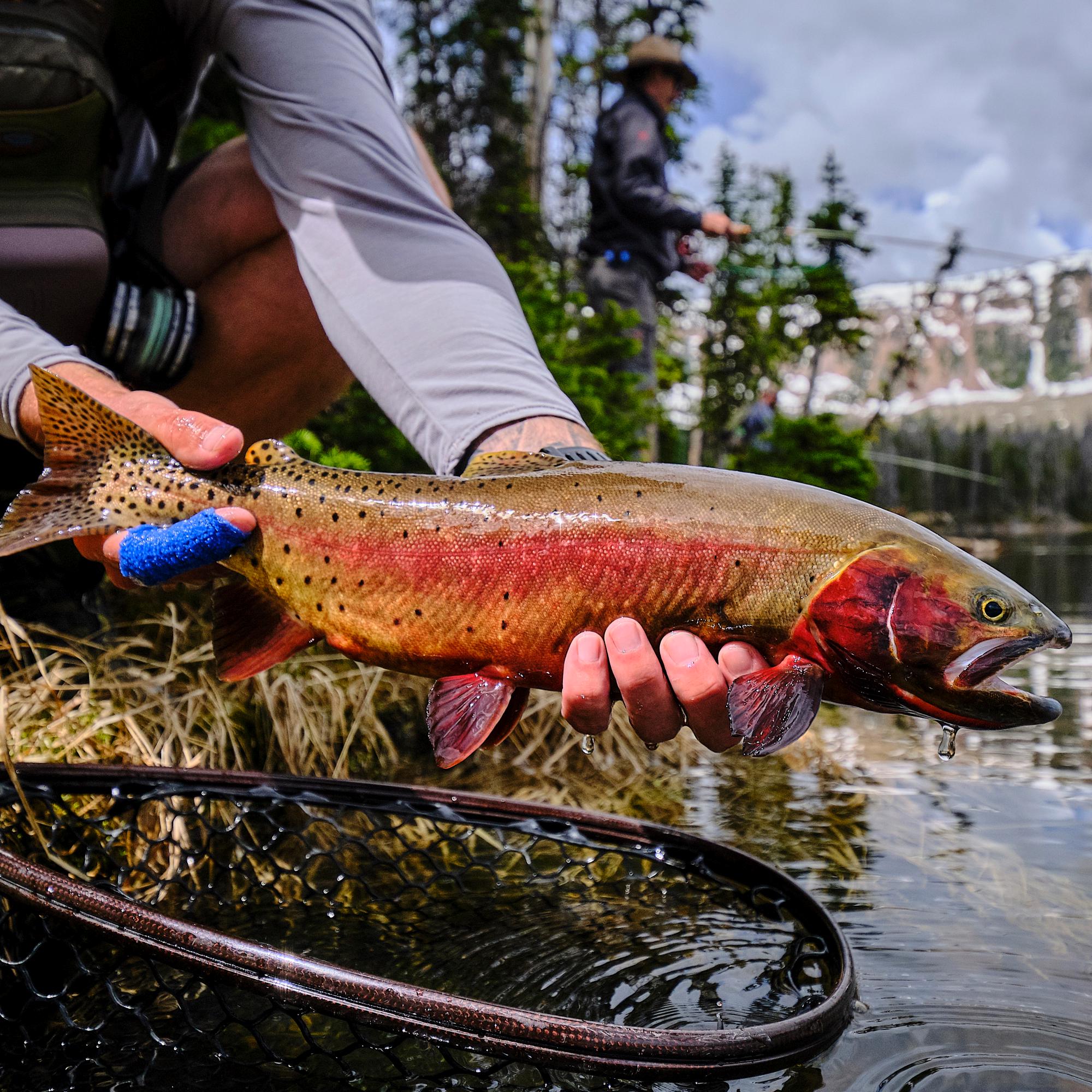 Streamer Fish Little Rainbow Trout Streamer - Streamer Flies for Trout - Fly Fishing ...