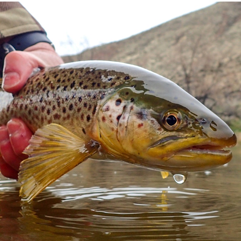 Fly Fishing Fly - Premium RS2 Fly Pattern - Emerger Fly Fishing Fly ...
