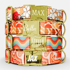 Personalized 70s Style Dog Collar, Custom with Name Groovy Dog Collars