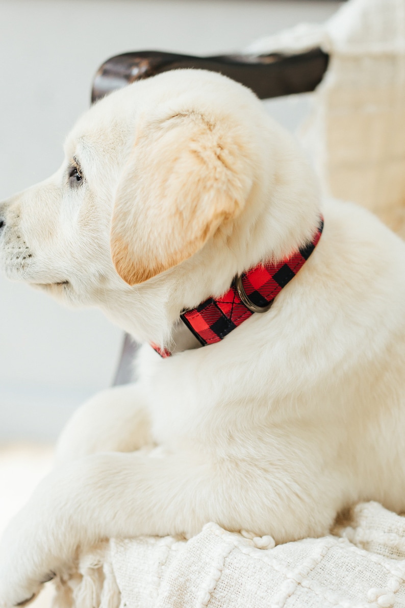 Red Buffalo and Tartan Plaid Dog Collar W/ Metal Buckle HAND Etsy