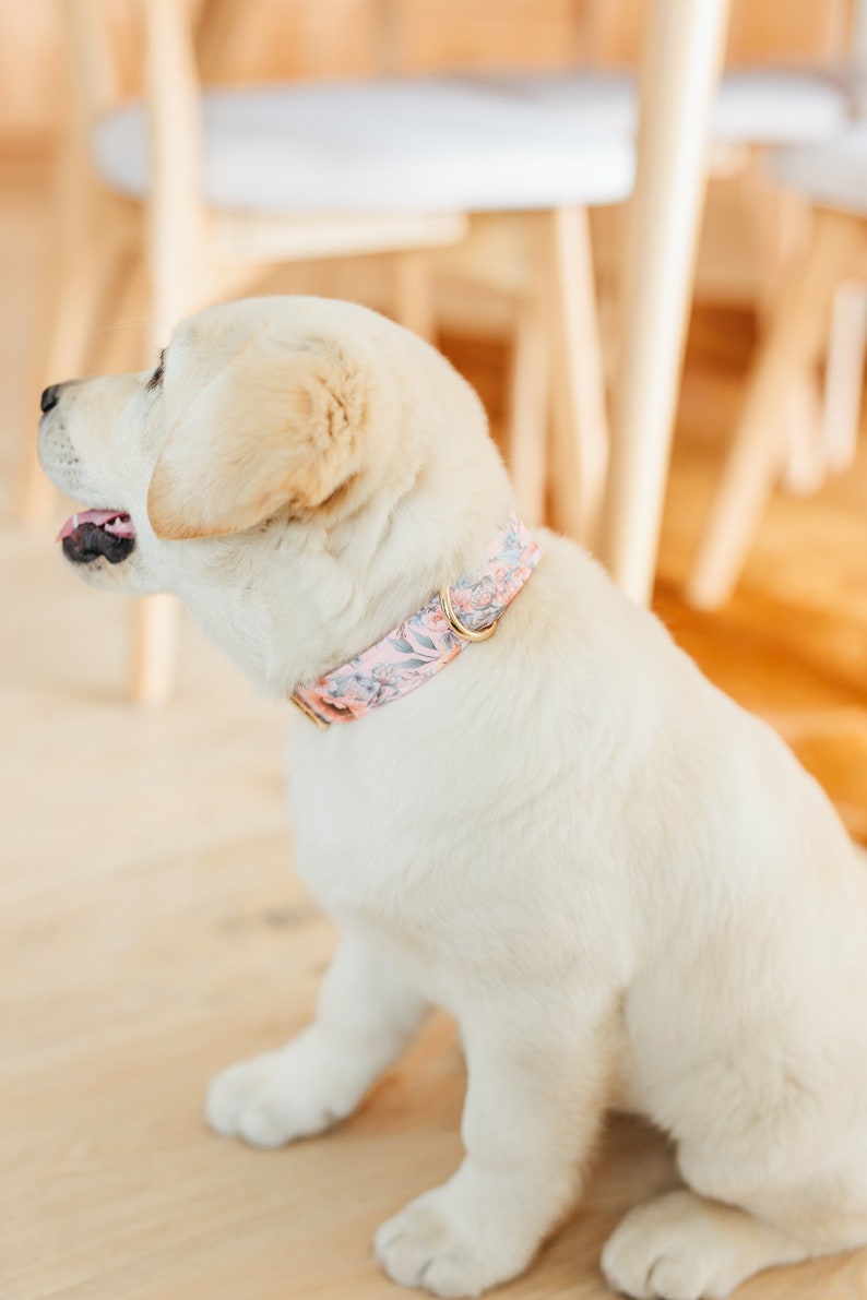 Personalized Laser Engraved Metal Folklore Floral Dog Collar, Quick Release Buckle, whimsical Peach and Green, Spring Wedding Girl Collar image 3