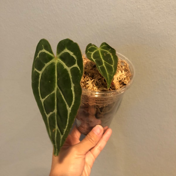 Anthurium Crystallinum - US Seller - Free Shipping