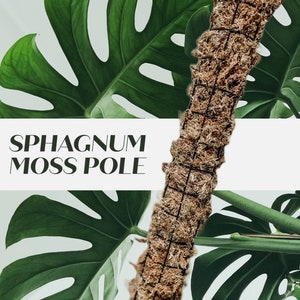 Sphagnum Moss Pole Peat 2L  Spagmoss for Rooting Plants for Orchids