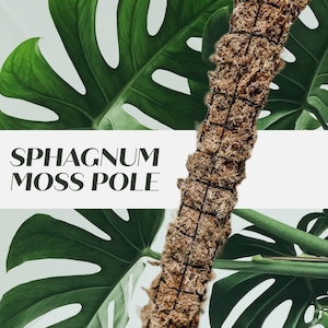May include: A close-up of a sphagnum moss pole with a dark grid pattern, surrounded by large, green Monstera leaves. The text "SPHAGNUM MOSS POLE" is displayed in a clean, sans-serif font.