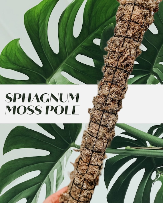 Sphagnum Moss Pole - 18 or 36 - FREE SHIPPING - Etsy