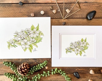 Pacific Dogwood Branch —Original Watercolor and Pen Print— Flowering Dogwood Blossoms