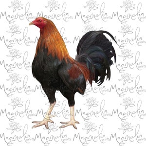 Arquivo digital / Gallo Rooster / digital / download de arquivo de design SVG e PNG / imprimível / fazenda