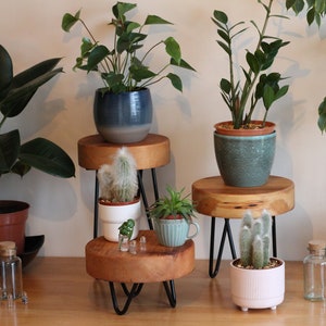 May include: Four wooden plant stands with black metal legs, each displaying a different potted plant. The stands are arranged in a staggered formation, creating a visually appealing display. The plants include a large green leafy plant, a cactus, a small green plant, and a cactus in a pink pot.
