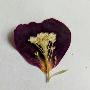 12 Pressed Roses for Crafting