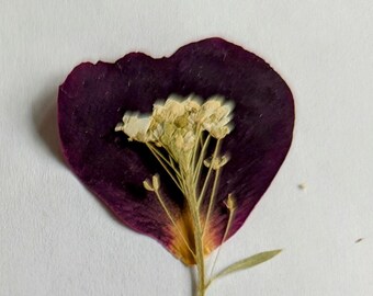 12 Pressed Roses for Crafting
