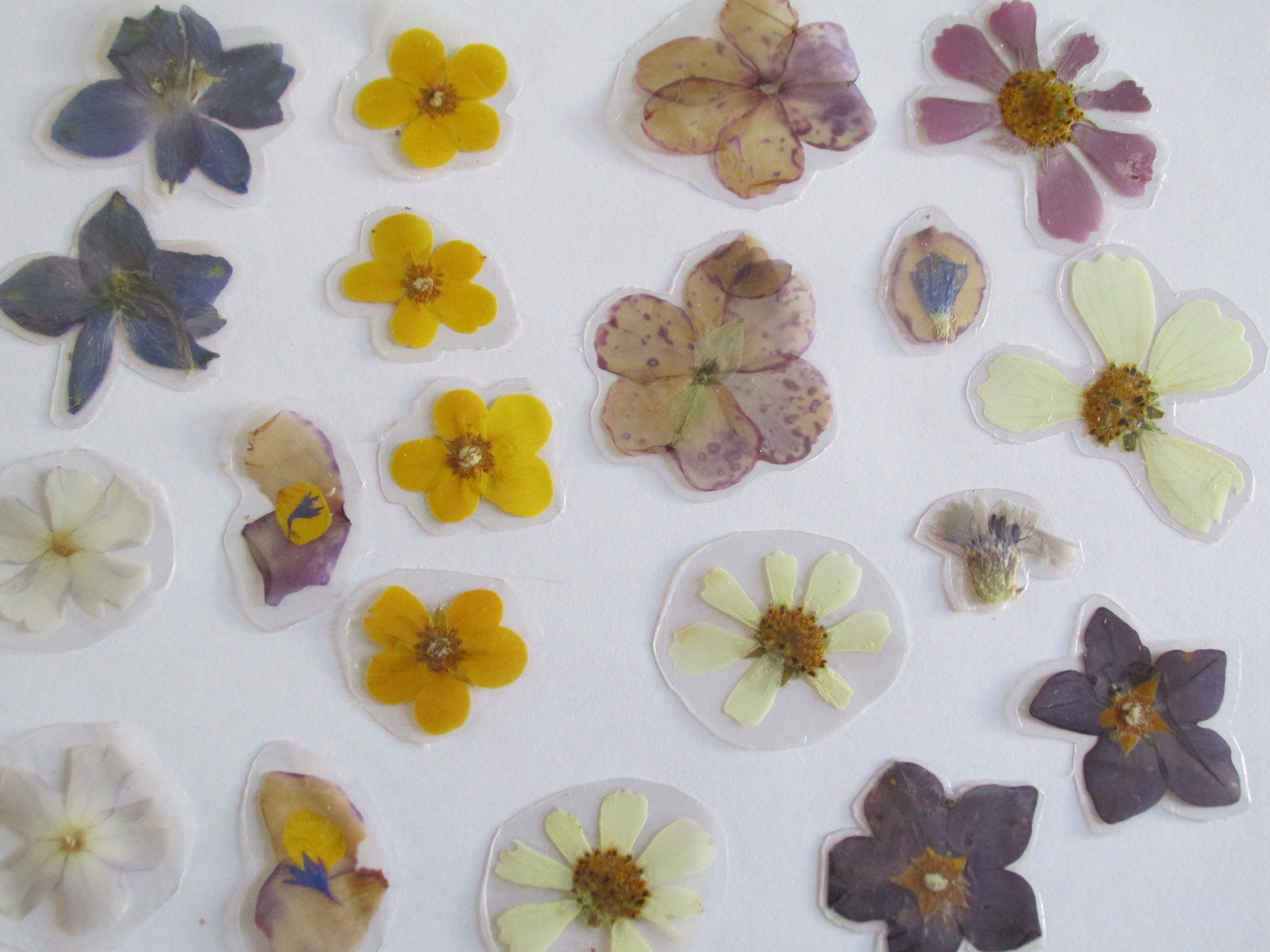 20 Real Laminated Flowers for crafting Etsy