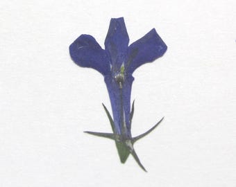 Op de afbeelding: Een enkele geperste bloem met diepblauwe bloemblaadjes in een symmetrische, langwerpige vorm. De bloem heeft een centrale groene stengelbasis met dunne, puntige groene kelkblaadjes die vanaf de onderkant van de blauwe bloem uitsteken.