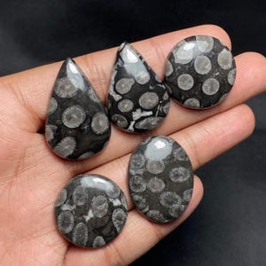 May include: Five polished, black and gray fossil coral cabochons in various shapes: teardrop, oval, and round. The coral patterns are circular and flower-like, with a glossy finish. The cabochons are held in a hand against a dark background.