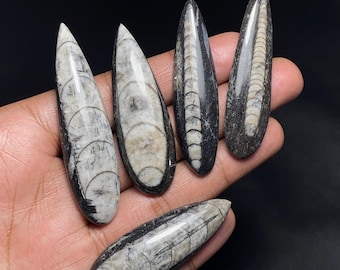 Cabochon fossile naturale di Orthoceras, pietra preziosa fossile sciolta, pietra preziosa fossile di Orthoceras, 8313