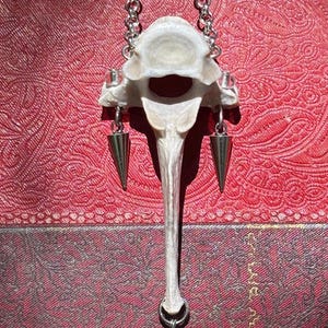 Genuine Coyote Vertebra Necklace