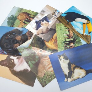 Cartões postais de animais vintage usados - 10 peças - para lixo eletrônico, diário de arte, scrapbooking, colagem