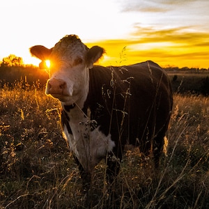 Hereford Cow & Sunset Canvas Print