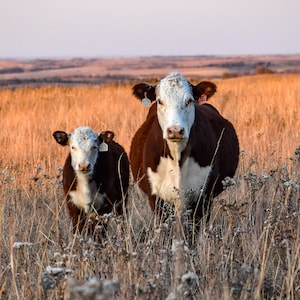 Hereford Mom & Baby Canvas Print