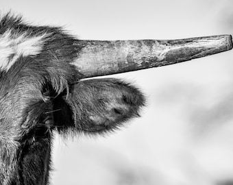 Longhorn Canvas Print