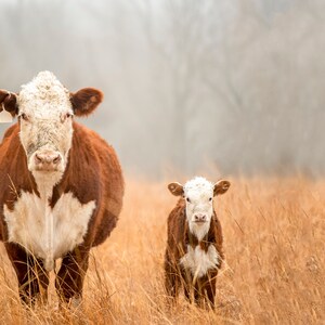 Hereford Momma and Baby, Canvas Print