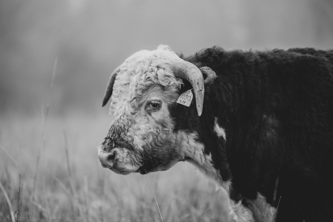 Hereford Bull, Canvas Print Etsy