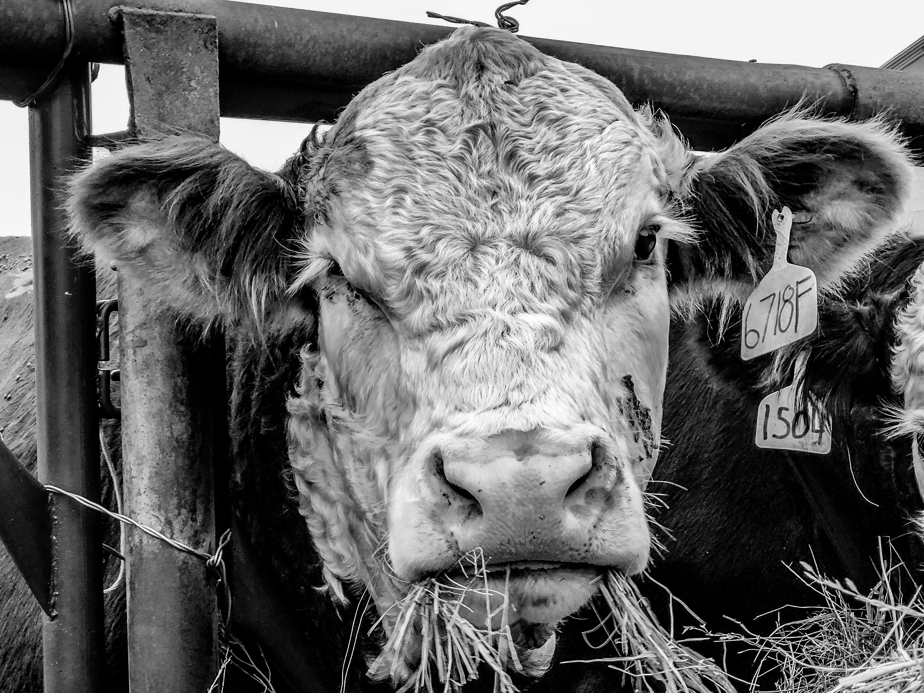 Hereford Bull Canvas Print Etsy