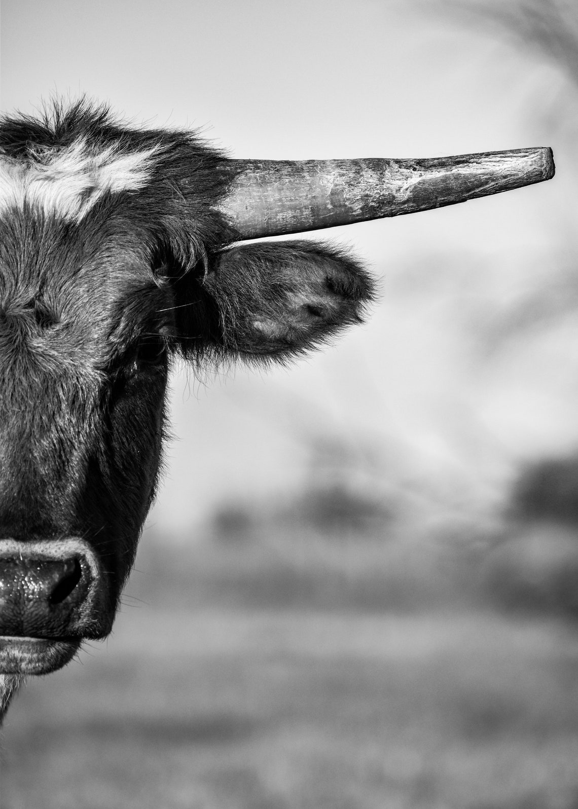 Black &amp; White Longhorn Canvas Print - Etsy