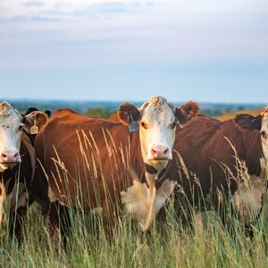 Hereford Trio Canvas Print